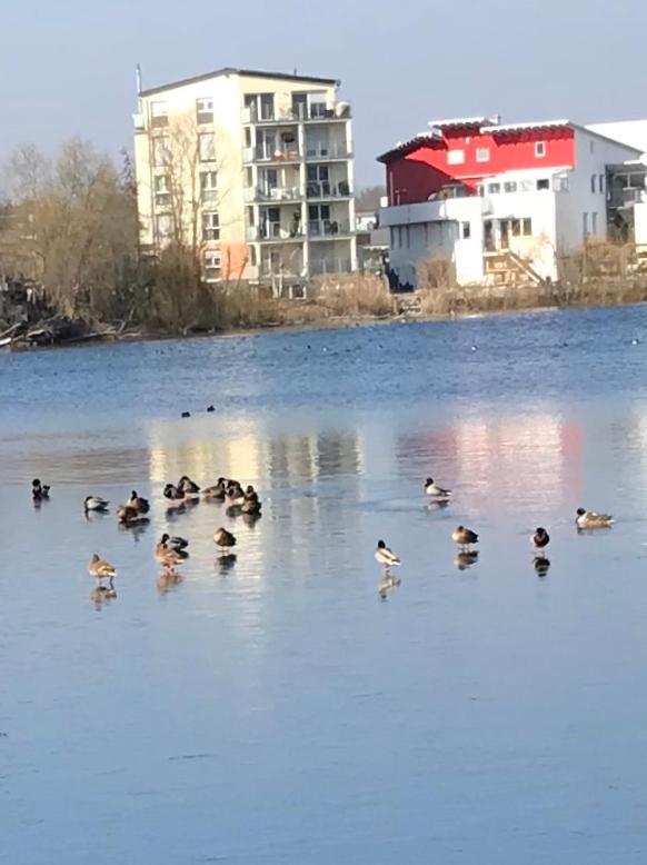 Seehotel Forst Forst  Eksteriør bilde